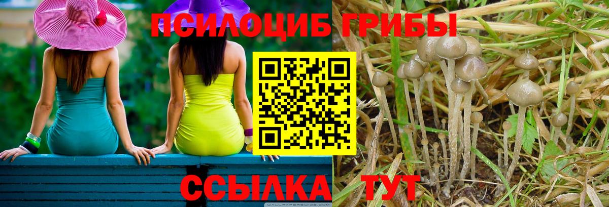 Королёв  Псилоцибиновые грибы Psilocybe  Вход с VPN 